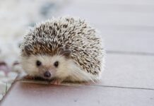 Jak leżeć na poduszce z kolcami?