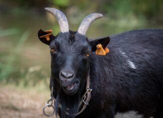 Kogo czytał Werter?