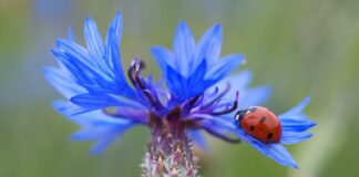 Ile jest punktów akupunktury?