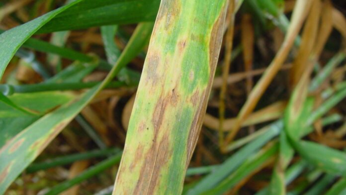 septorioza-choroba-grzybowa-w-zbozach Uprawa soi zaczyna się od wyboru nasion